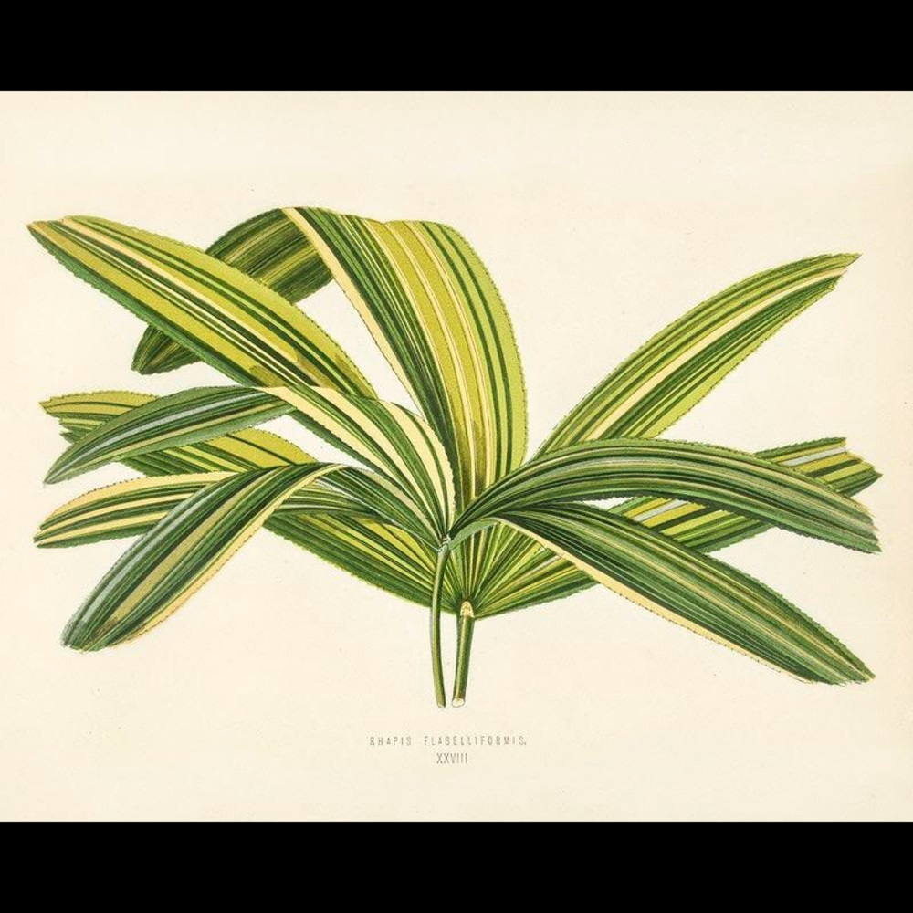 Set of 6 Framed Botanical Prints - Picture 5 of 6